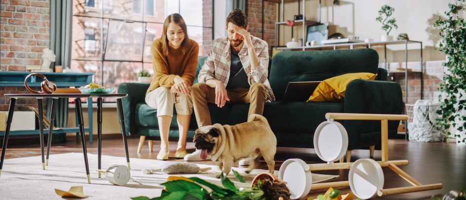 Bilde av uforutsette utgifter og behov for bufferkonto - når en hund knuser ting i boligen ved et uhell. 
